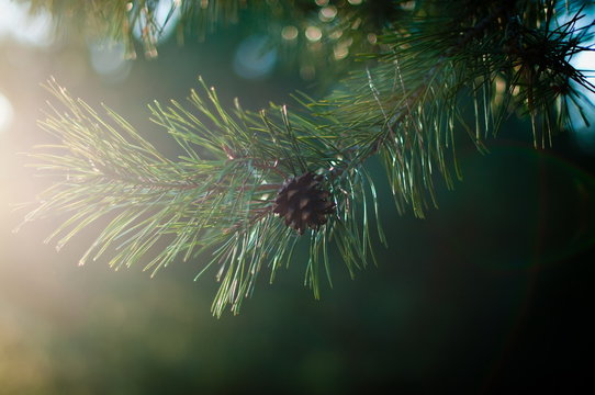 Fototapeta green pine branch
