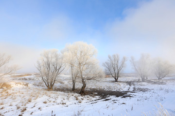 Fototapeta na wymiar thick fog in winter