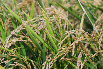 収穫前の稲
