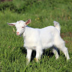 Fototapeta premium goatling on a meadow