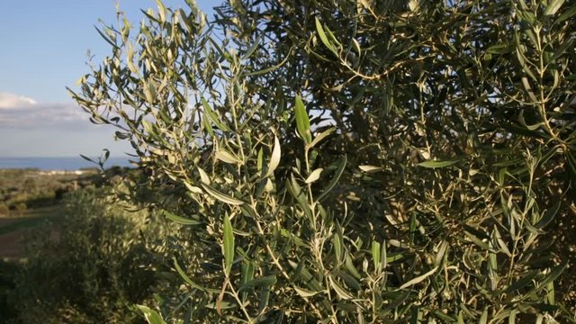Alberi di olive. 