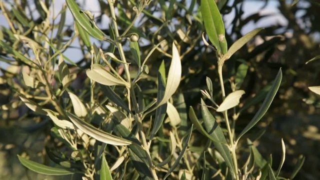 Alberi di olive. 
