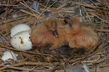 two infant birds hatching from its egg sitting on nest 