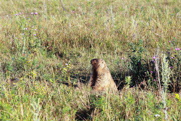 marmot at the foot of Chatyr-Tau