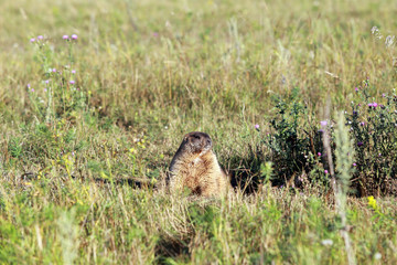 Naklejka na ściany i meble marmot at the foot of Chatyr-Tau