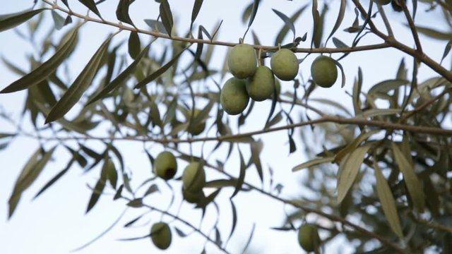 Albero di olive. Dettaglio di olive verdi appese a grappoli. 