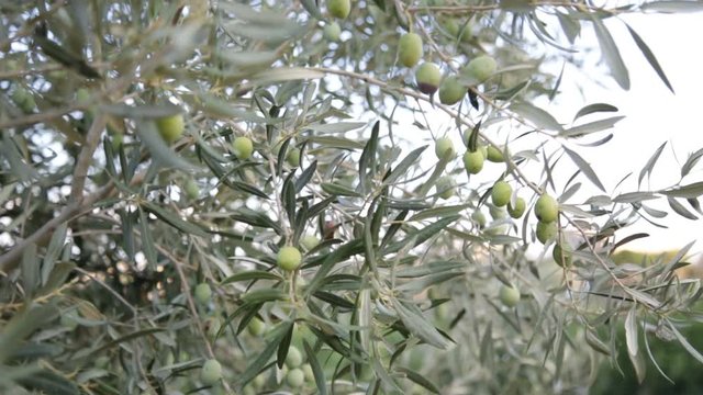 Dettaglio Olive verdi pronte per il raccolto su un albero in campagna. 