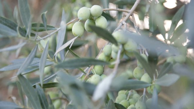 Olive verdi sull'albero in campagna. Inquadratura stretta. 