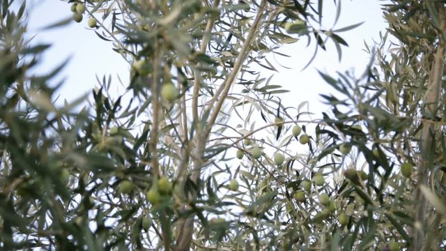 Ramo di albero ricco di olive verdi pronte per il raccolto. 