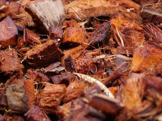 Coconut shell
