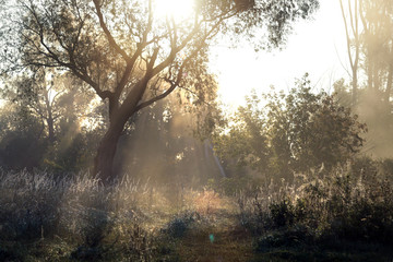 Fototapeta na wymiar rising sun rays through the trees