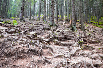 The roots and trees at Carpathian forest