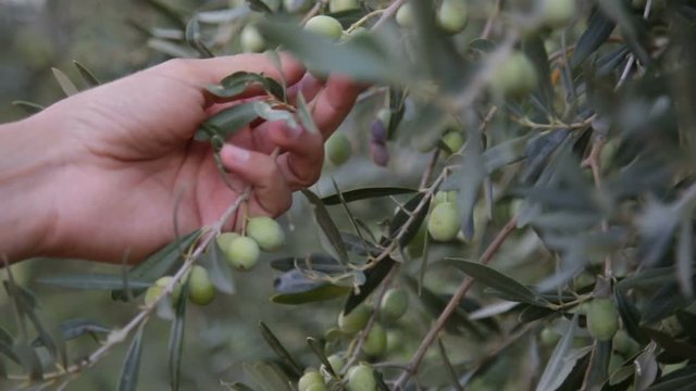 Mano di agricoltore che sta toccando le olive verdi fresche e pronte per il raccolto. 