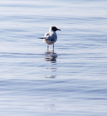 Gull on the lake in nature