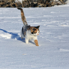 cat in the snow