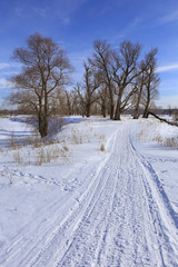Obraz premium oak trees in winter