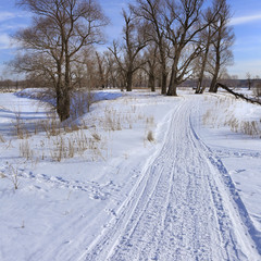 oak trees in winter