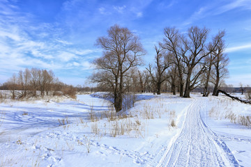 Fototapeta na wymiar oak trees in winter