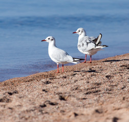Gull on the lake