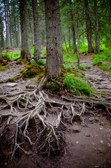 The roots and trees at Carpathian forest