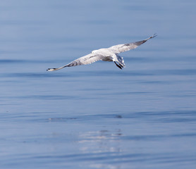 Gull on the lake in nature
