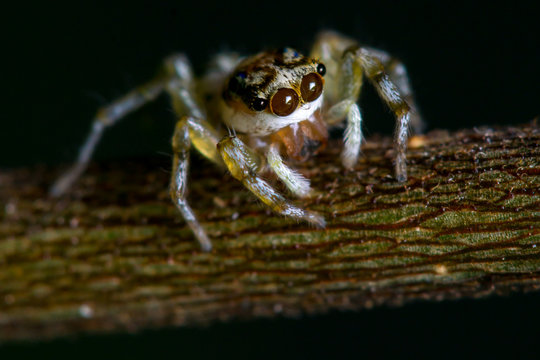 Multi-Coloured Phintella (Phintella versicolor) jumping spider on a tree
