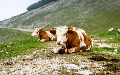 Fototapeta na wymiar Free range cattle cows on high mountain green pasture.