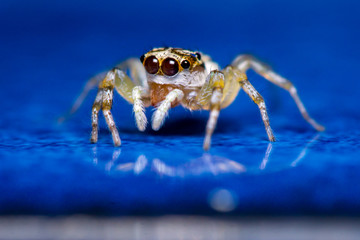 Multi-Coloured Phintella (Phintella versicolor) jumping spider on the floor