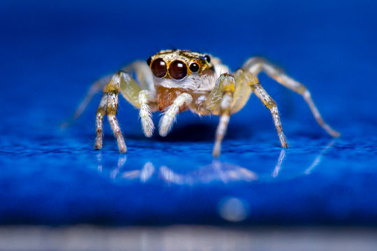 Multi-Coloured Phintella (Phintella versicolor) jumping spider on the floor