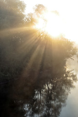 Naklejka premium sun rays through the trees in the fog