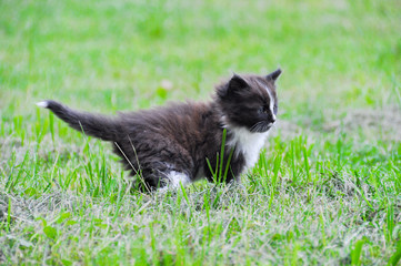 kitten on the green grass