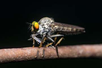 Robberfly, Asilidae (Insecta: Diptera: Asilidae) with food