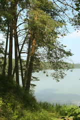 tall pines on the shore of the blue lake