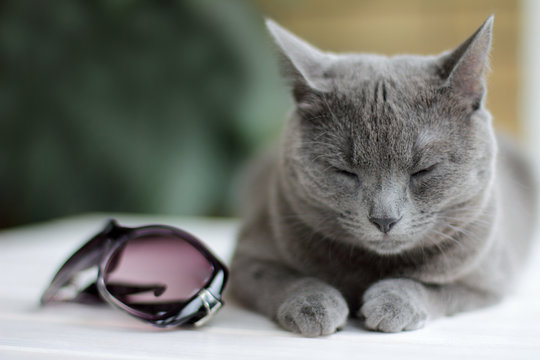 good dream is a rest for the eyes/ cat with eyes closed, next to sunglasses