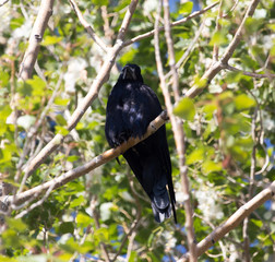 Black crows on a tree in nature