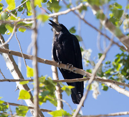 Black crows on a tree in nature