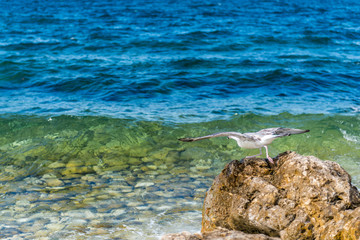 Lonely seagull flying over the Black sea
