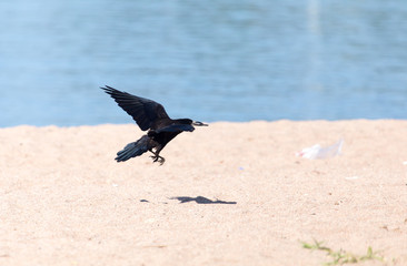 Fototapeta na wymiar Black crow in flight Sea