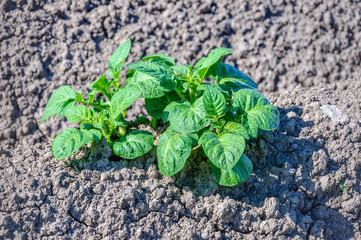 Green fresh young potato plants growing in dry clay soil