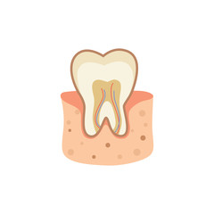 tooth vector illustration