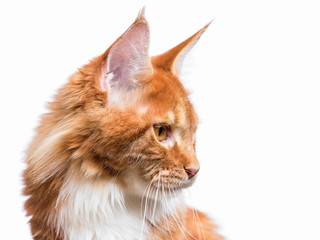 Funny Maine Coon cat looking somewhere. Close up of young adorable kitten 7,5 months old look and sit. Beautiful red-haired kitty isolated on white background. 