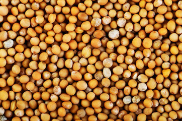 mustard seeds on a full background close-up horizontal
