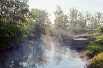 thick fog in the grove