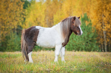 Painted shetland pony standing on the field in autumn