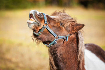 Funny painted shetland pony 