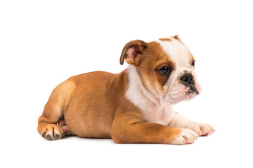 Obraz premium English Bulldog puppy