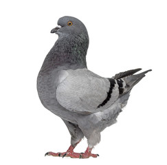 Black King Pigeon isolated on white