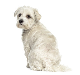 Rear view of a Bichon maltese dog isolated on white