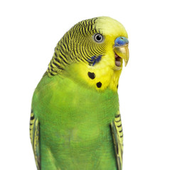 Close-up of Budgie with beak open on white background