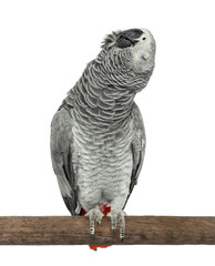 Perched African grey singing with eyes closed, isolated on white